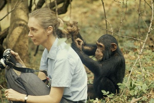 Jane goodall - Nők Lapja Jane Goodall