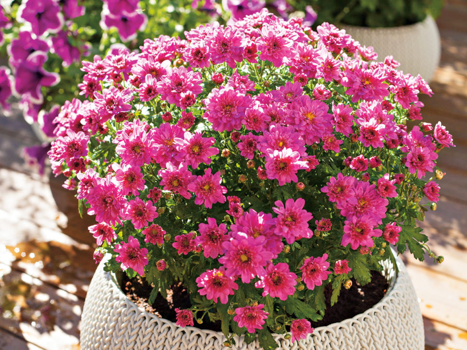 beautiful summer flowers in flowerpots in garden. chrysanthemum, - Nők Lapja