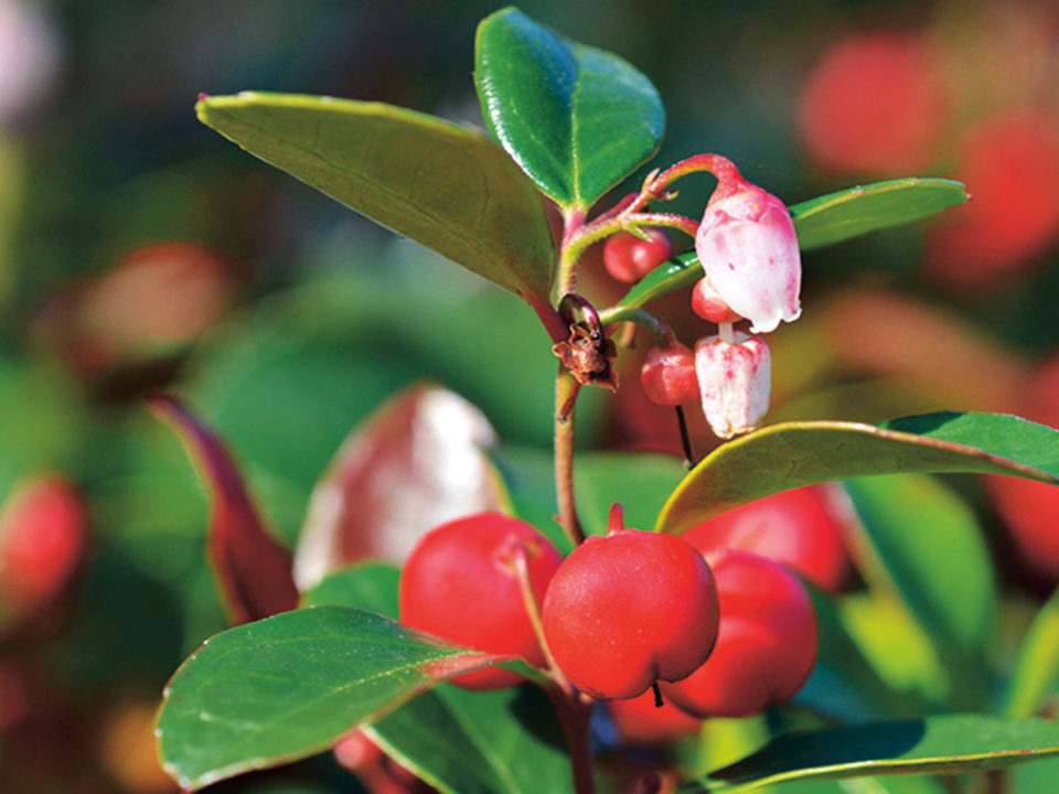American wintergreen - Nők Lapja