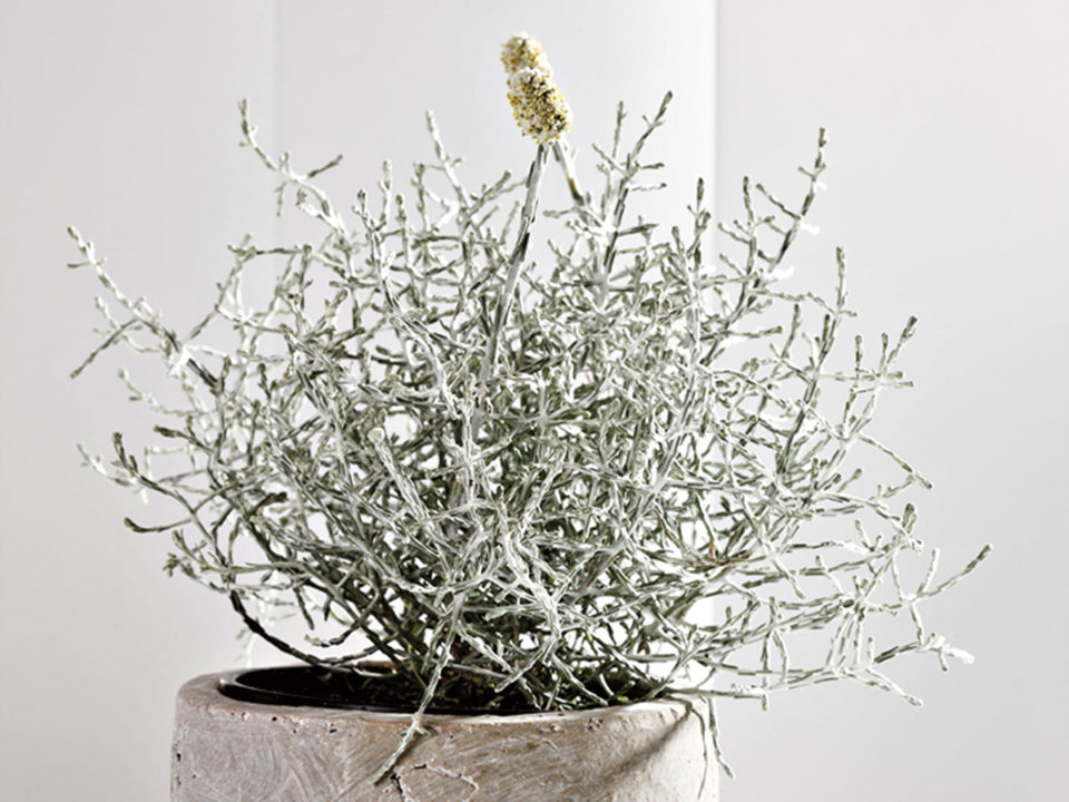 11825CS-U - Nők Lapja