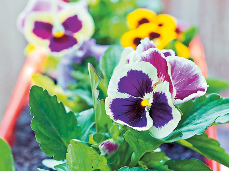 Potted Pansies on Balcony garden nursery. Gardening concept - Nők Lapja