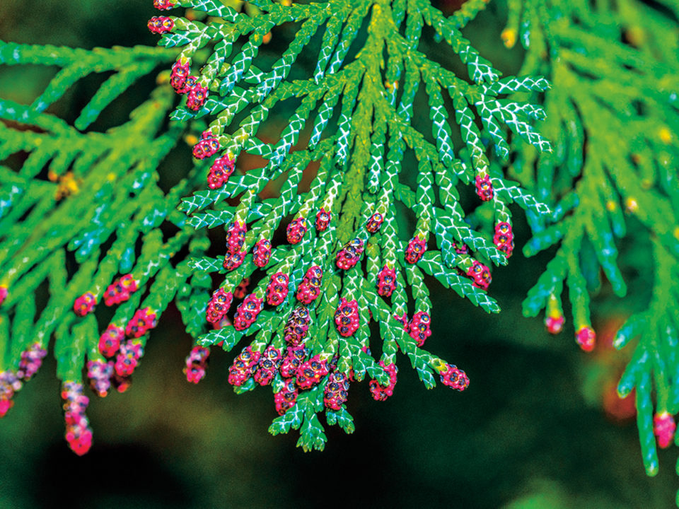blooming red sprig of cypress - Nők Lapja