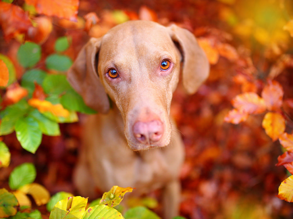 haziallat-csillagjegy