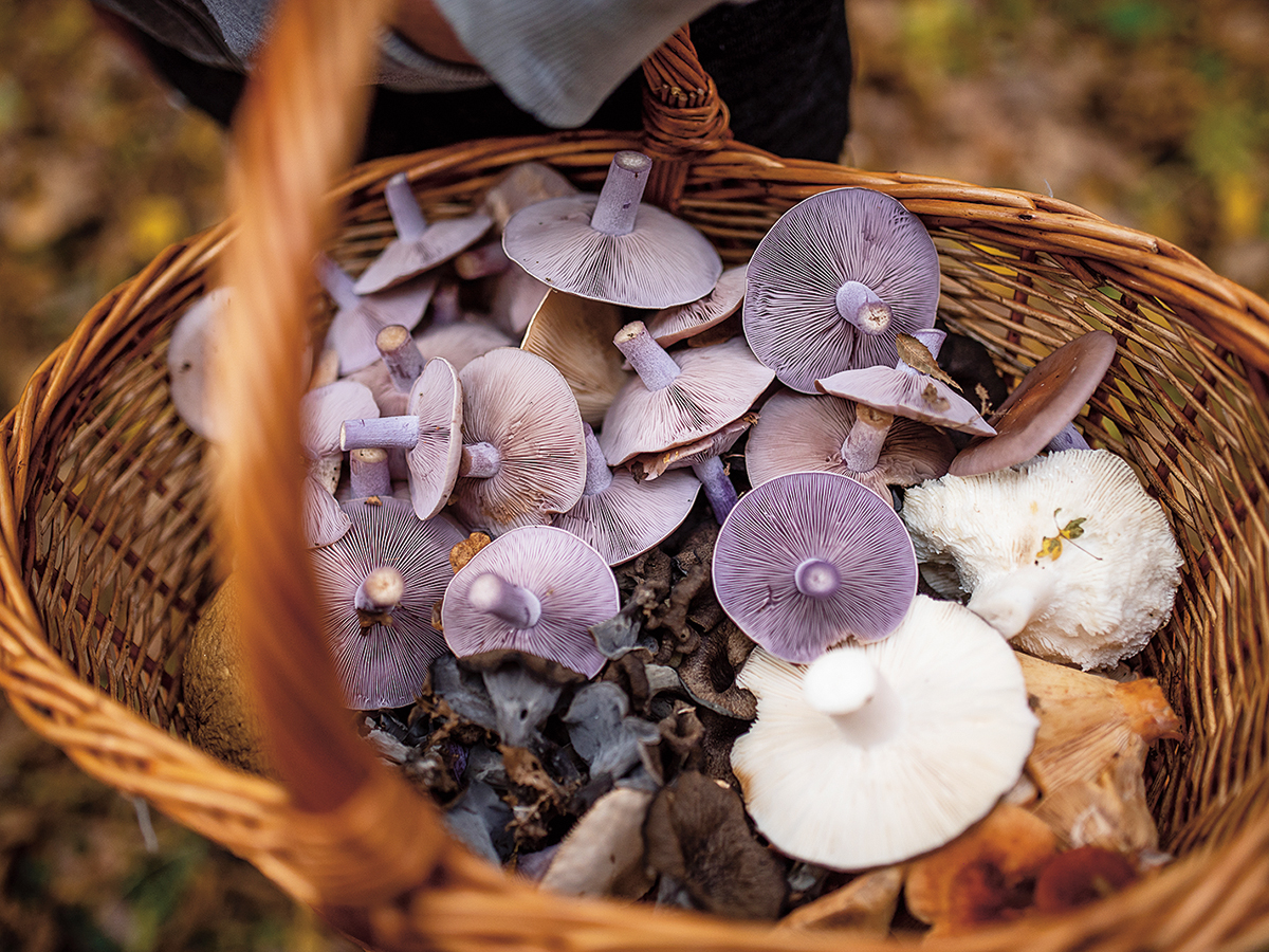 Banyaerdő_025 - Nők Lapja - Nők Lapja