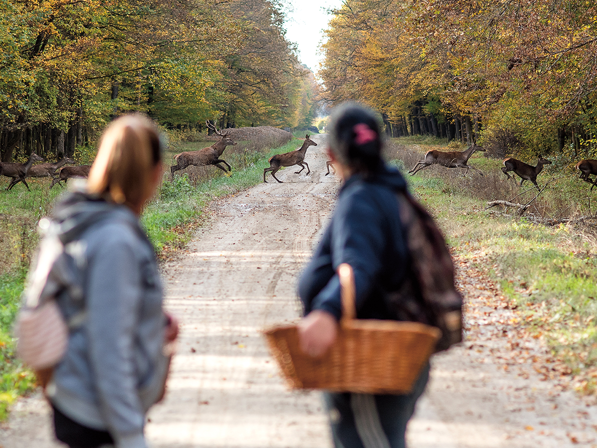 Banyaerdő_029 - Nők Lapja - Nők Lapja