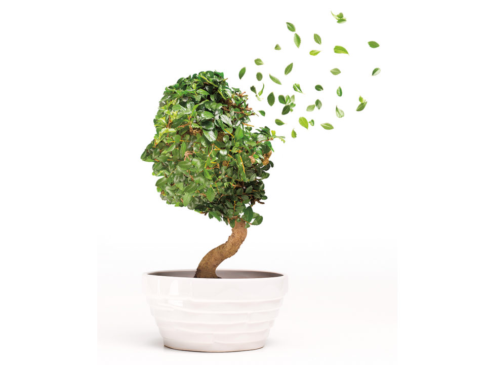 Conceptual image of Bonsai tree depicting Alzheime - Nők Lapja alzheimer-kor-hajlam-szulo