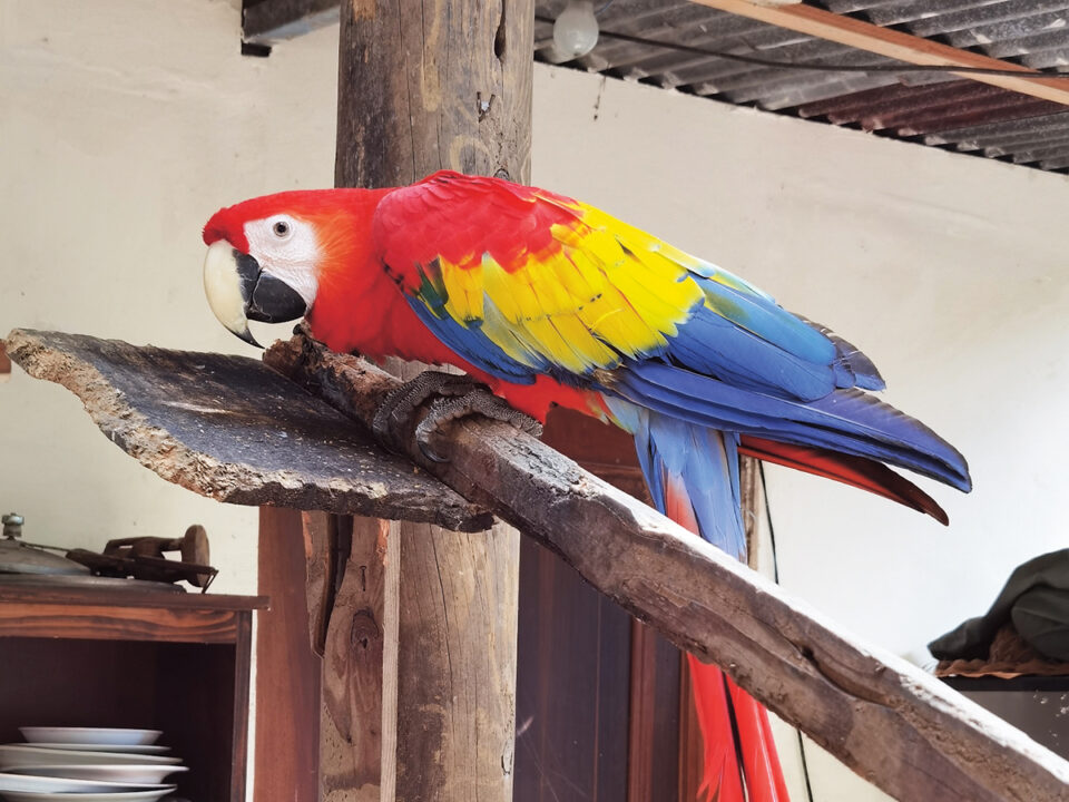 41_IMG_20220101_140259_resized_20220118_052508069 másolat - Nők Lapja haziallat-csillagjegy