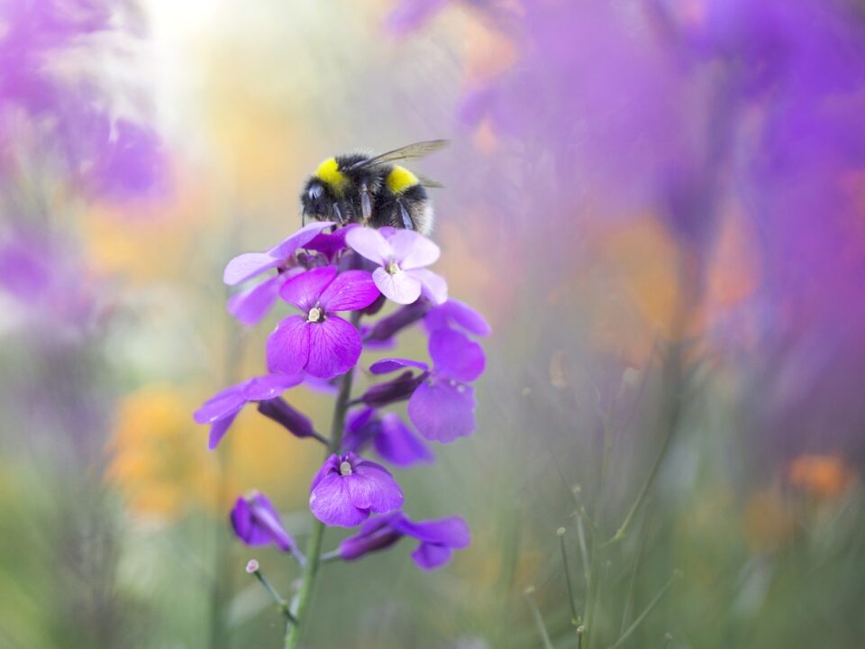 mehpollen-elonyok-hatasok
