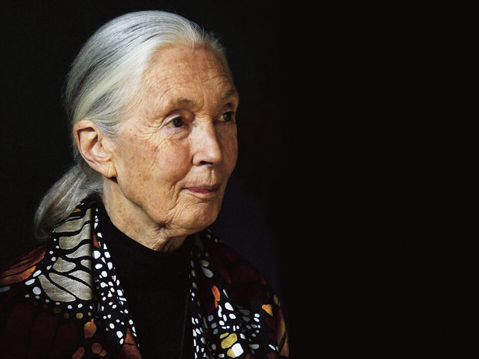jane goodall portré - Nők Lapja jane goodall elhunyt