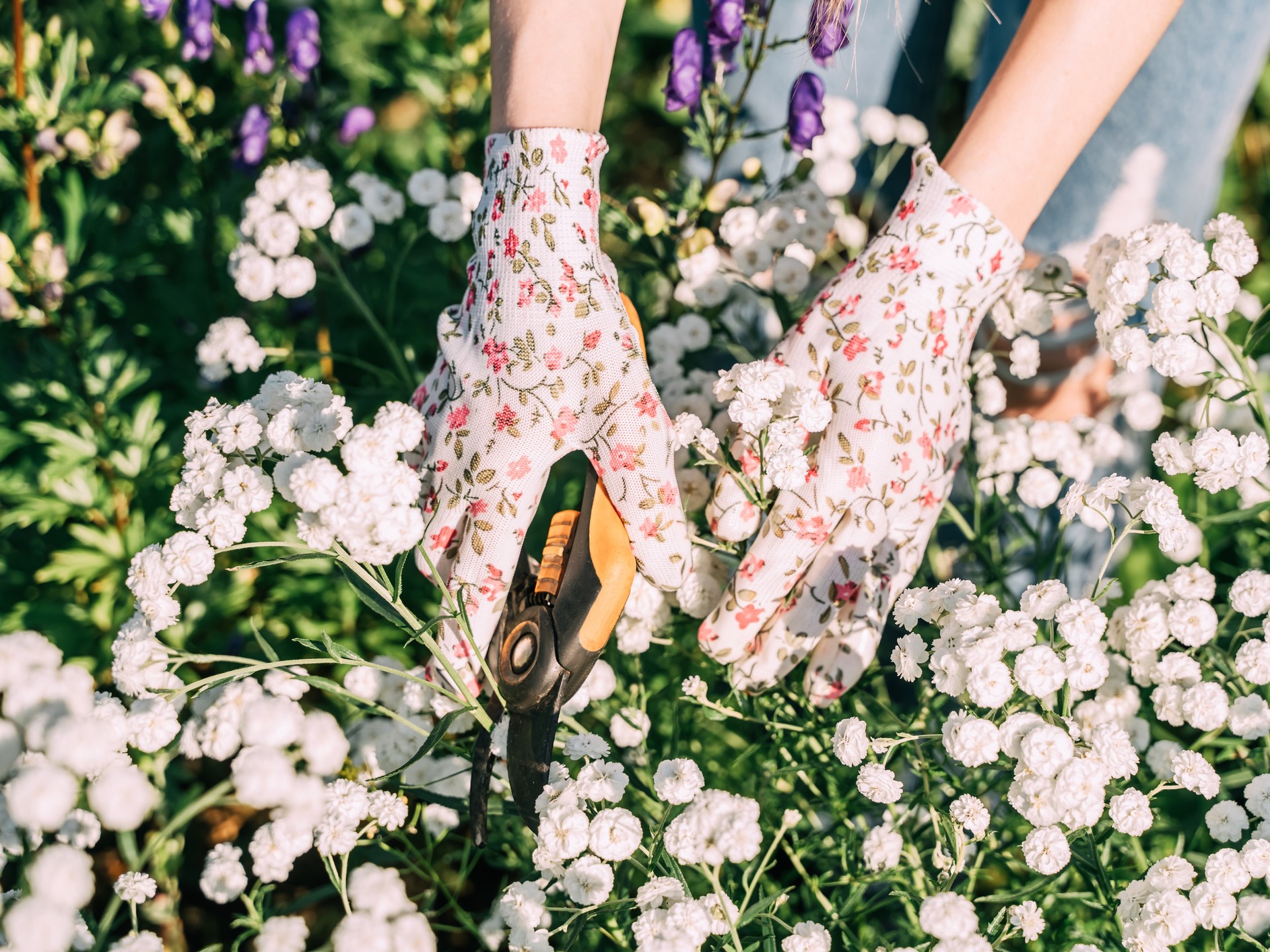 A woman trims plants with shears. Hands in colored gloves take care of flowers in the garden. - Nők Lapja asztrológia, kerti virág, csillagjegy