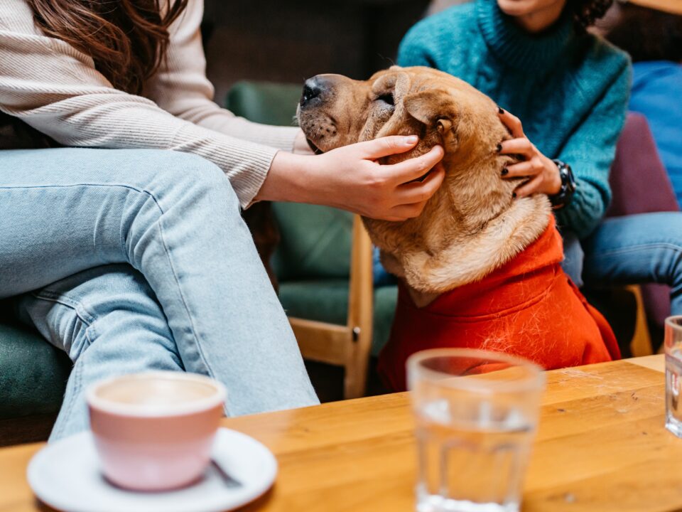 shar pei