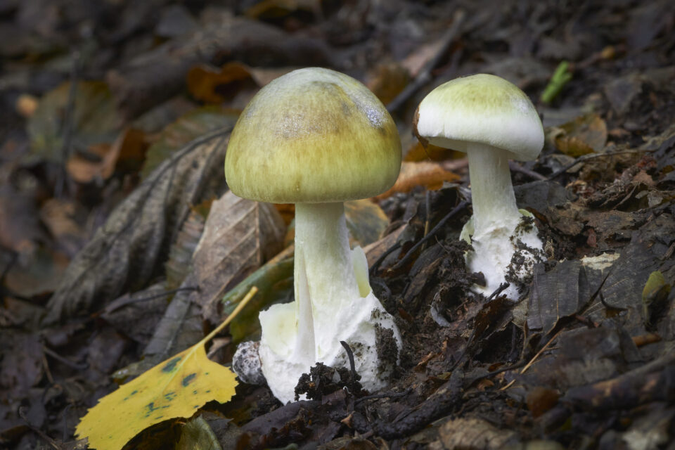 Amanita phalloides gyilkos galóca