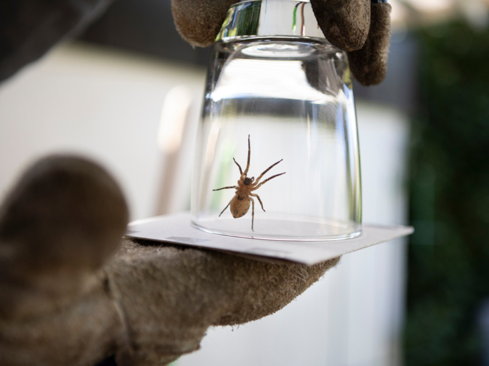 pókokat - Nők Lapja pokok-ellen-gesztenye