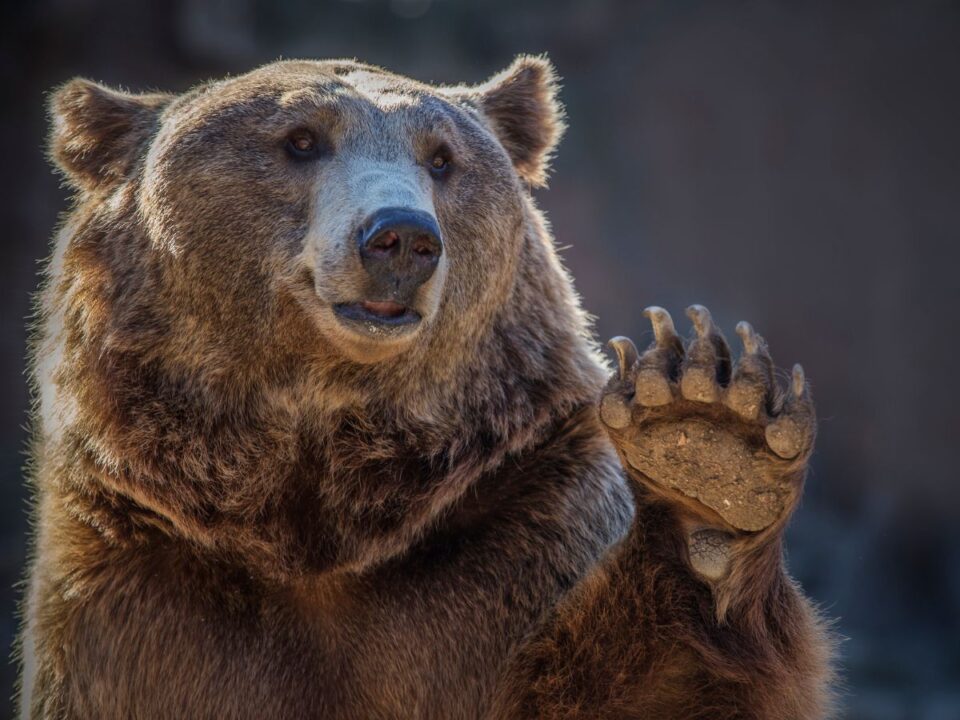 medve maci mexikó piknik anya