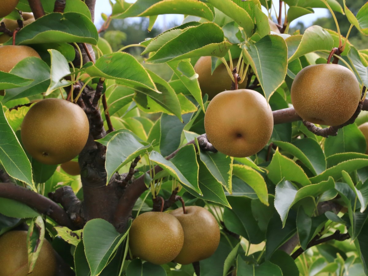 Koreai körte, azaz Pyrus pyrifolia egy fán