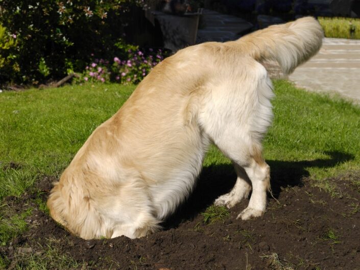 egy golden retriever gödröt ás a földbe