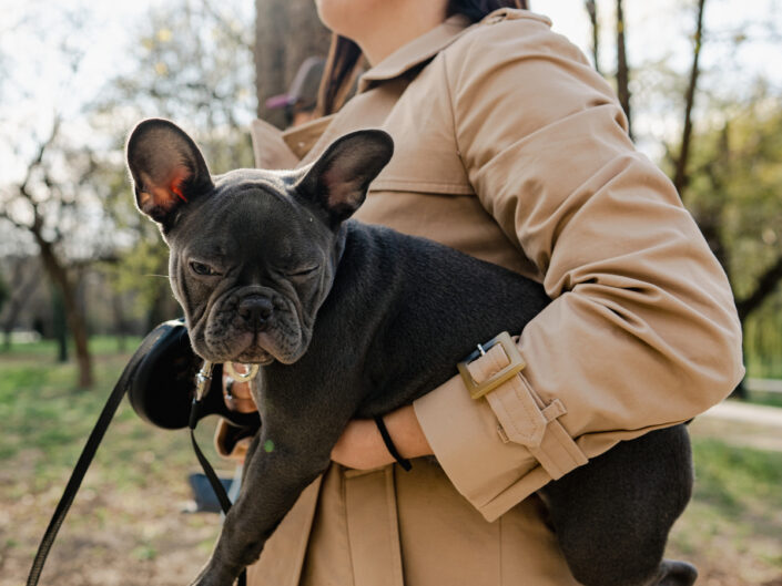 francia bulldog lopas