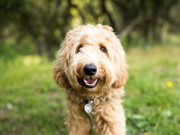 labradoodle