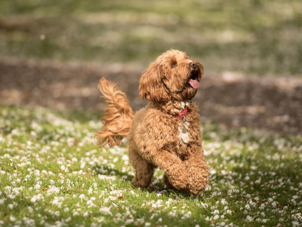 labradoodle-tenyesztes