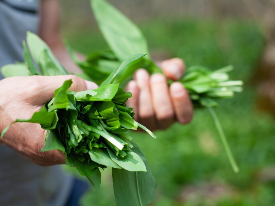 medvehagyma_Getty_Images - Nők Lapja medvehagyma-medvehagymapeszto-recept