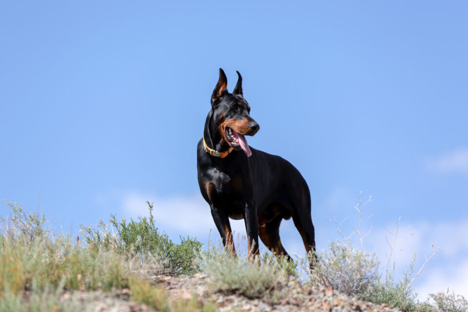 dobermann