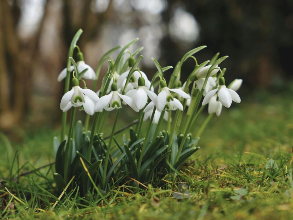 hovirag-szedese-tilalom-karokozas