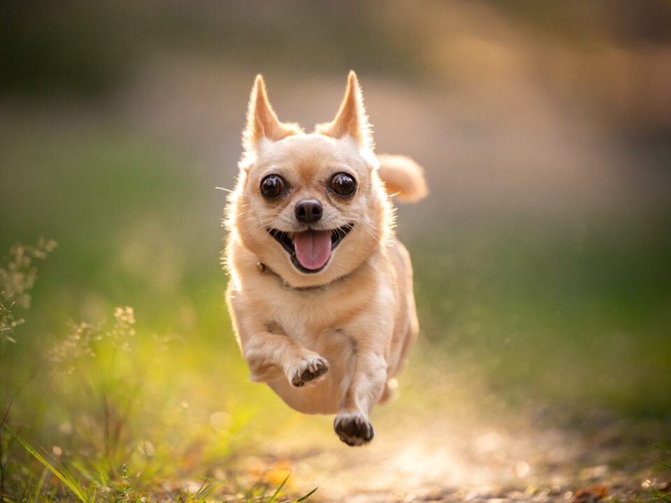 boldog-kutya-jelei - Nők Lapja kutyatamadas-teendok