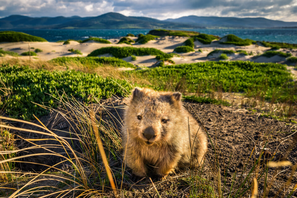 tasmania nyari munka