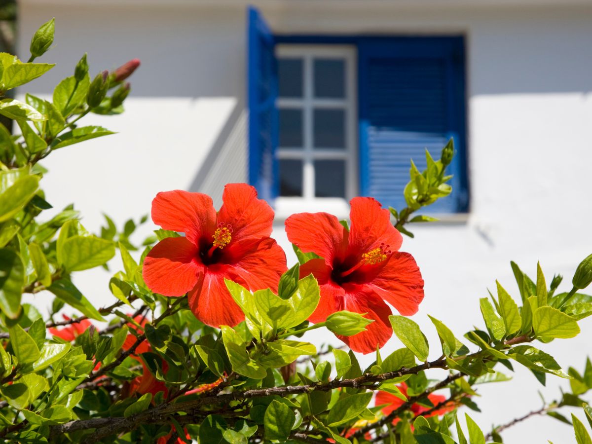 hibiszkusz