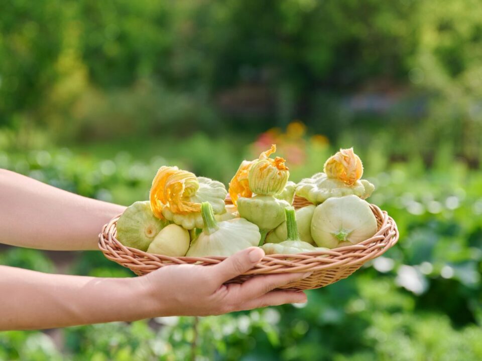 patisszon tápanyag receptek 