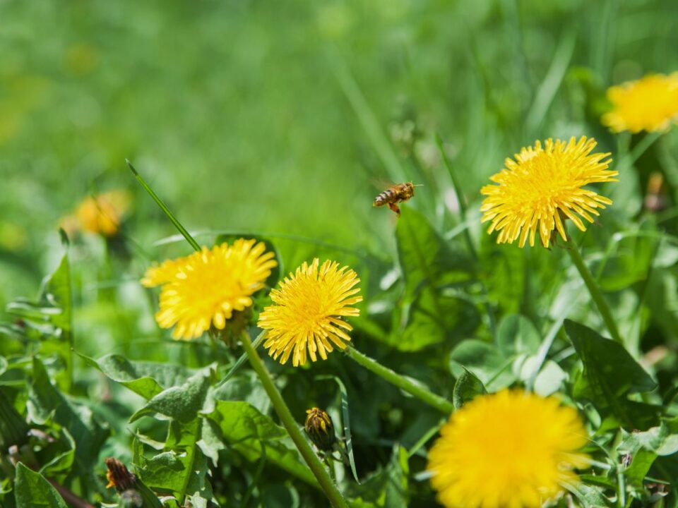 gyermeklancfu-pitypang-pitypangmez