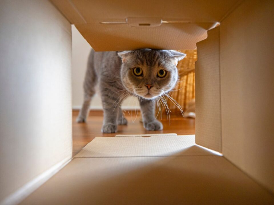 macskak_es_kartondobozok - Nők Lapja macska-cica-elettartam-meghosszabbitasa