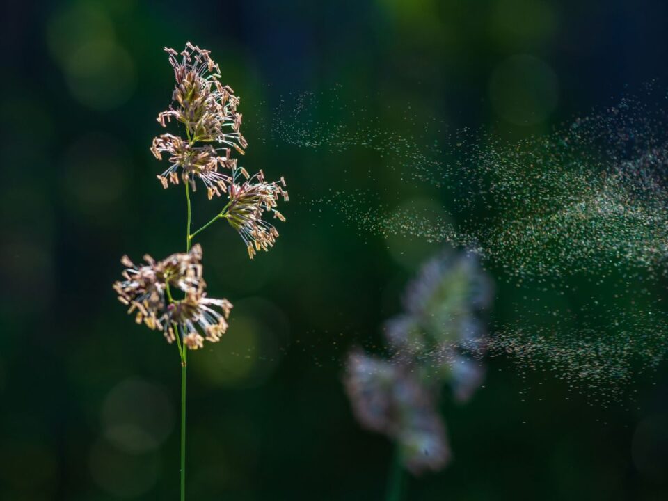 allergia parlagfű szénanátha pollenallergia tünetek