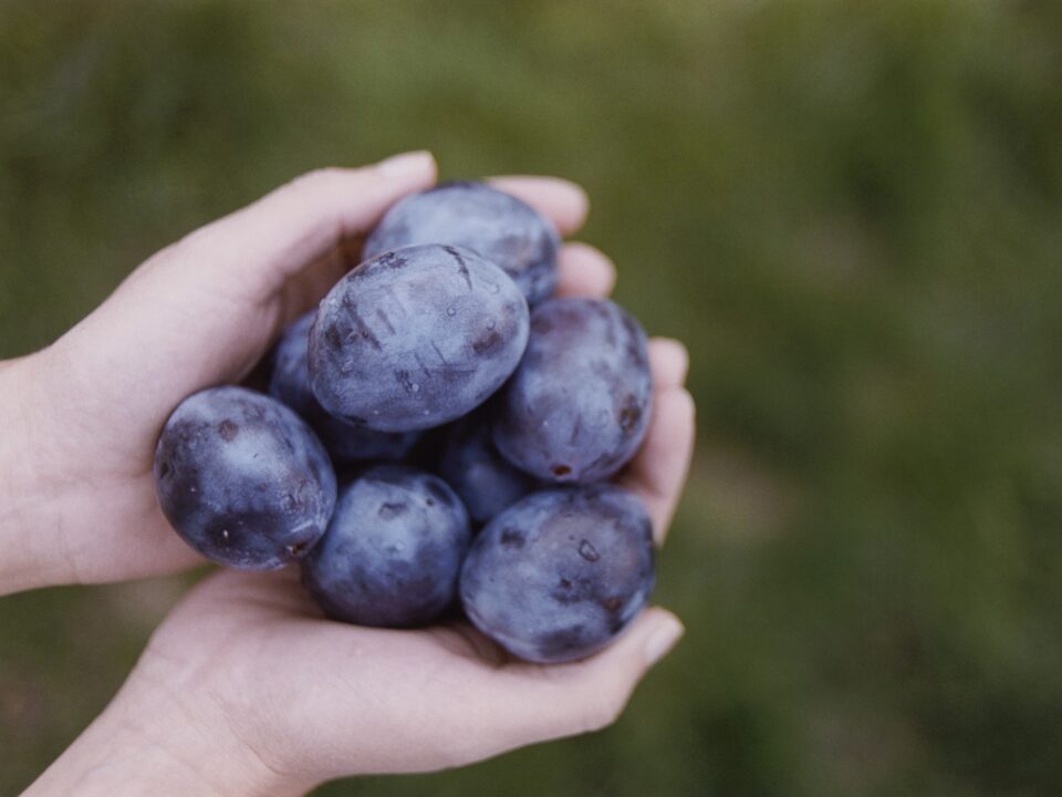 6410-001518 - Nők Lapja szilva-szilvaszezon-szilvakalauz