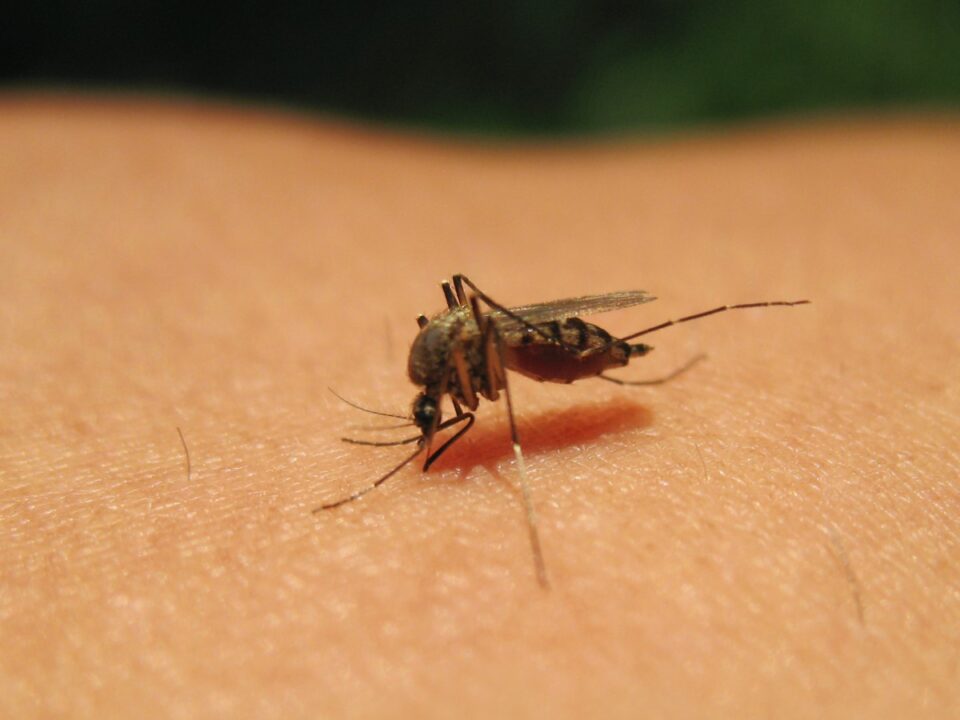 ezert-szeretnek-a-szunyogok