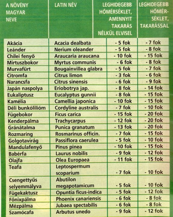 mediterran-novenyek-atteleltetes