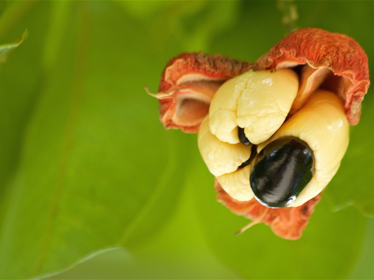 Ackee gyümölcs