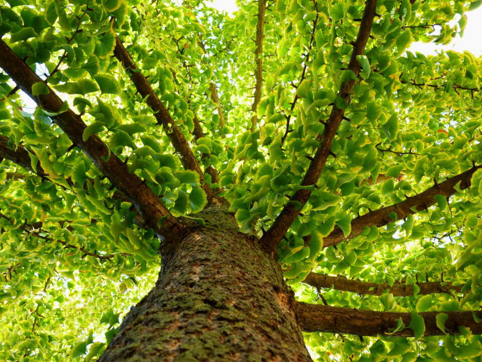 ginkgo biloba hatása