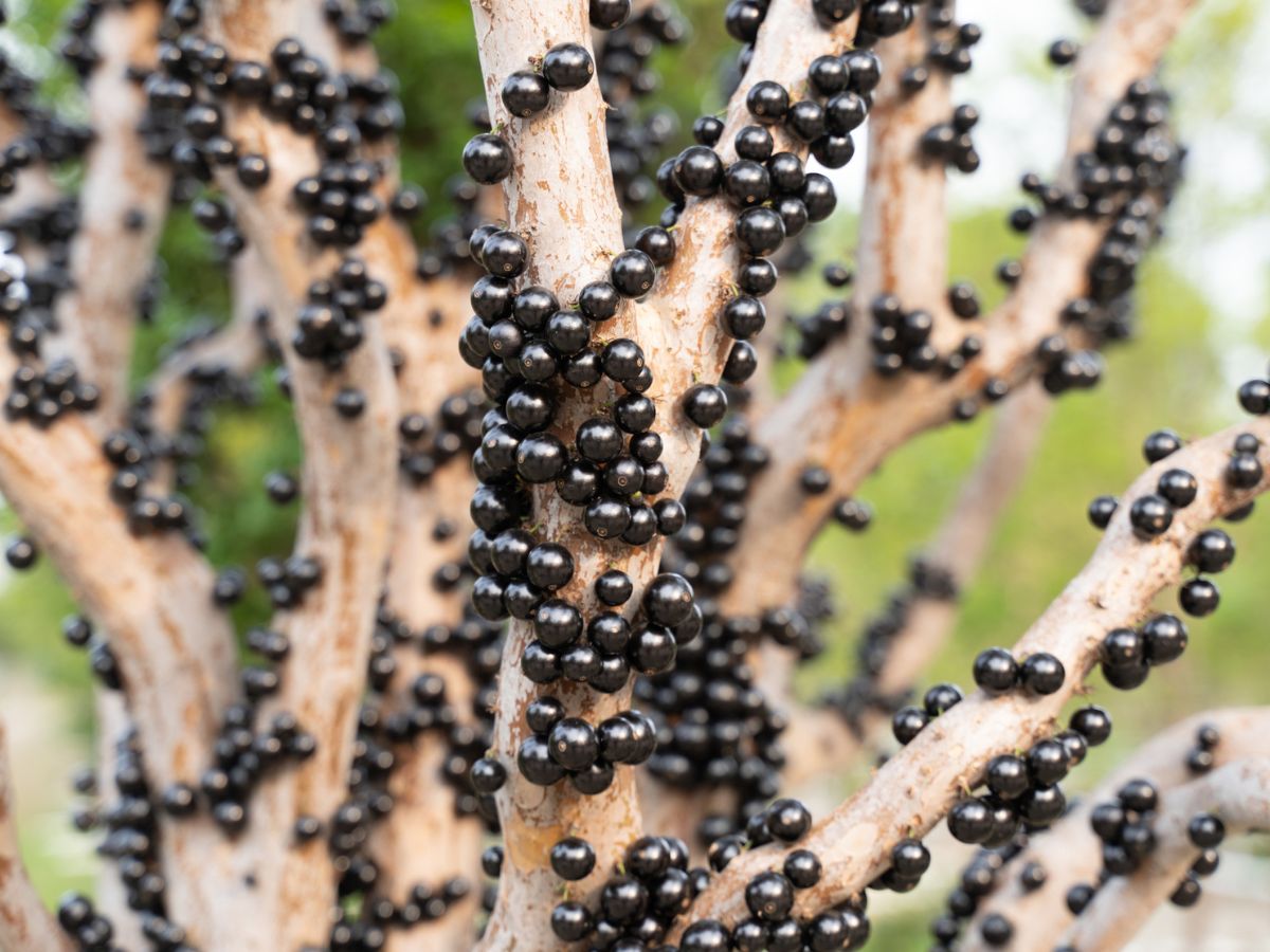 Jabuticaba gyümölcs