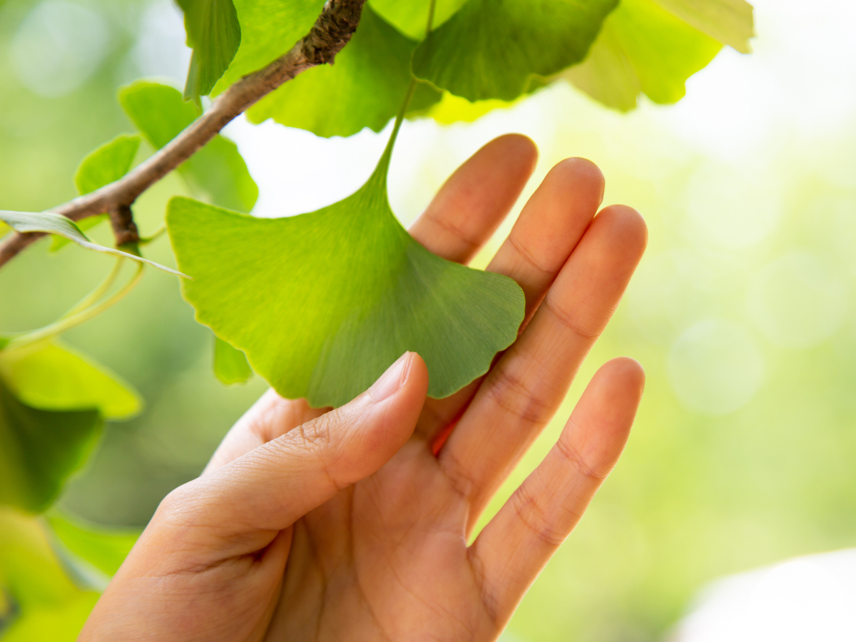 ginkgo biloba hatása