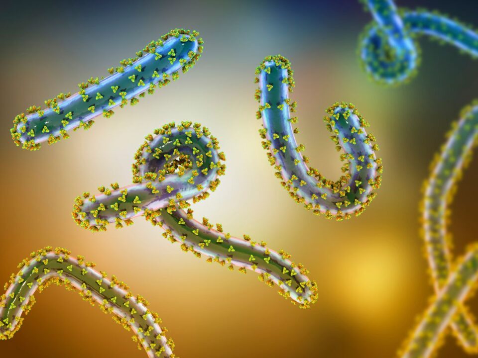 marburg vírus járvány szemvérzés