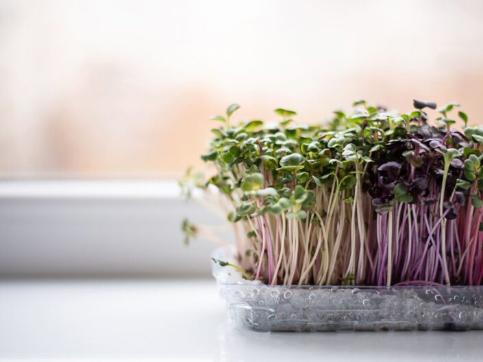 vércukor szabályozás brokkolicsírával