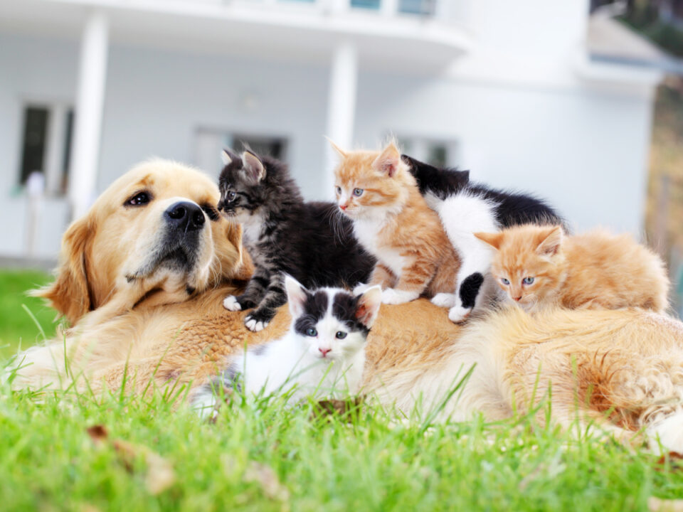 kutya-macska-bolha - Nők Lapja kutyatamadas-teendok
