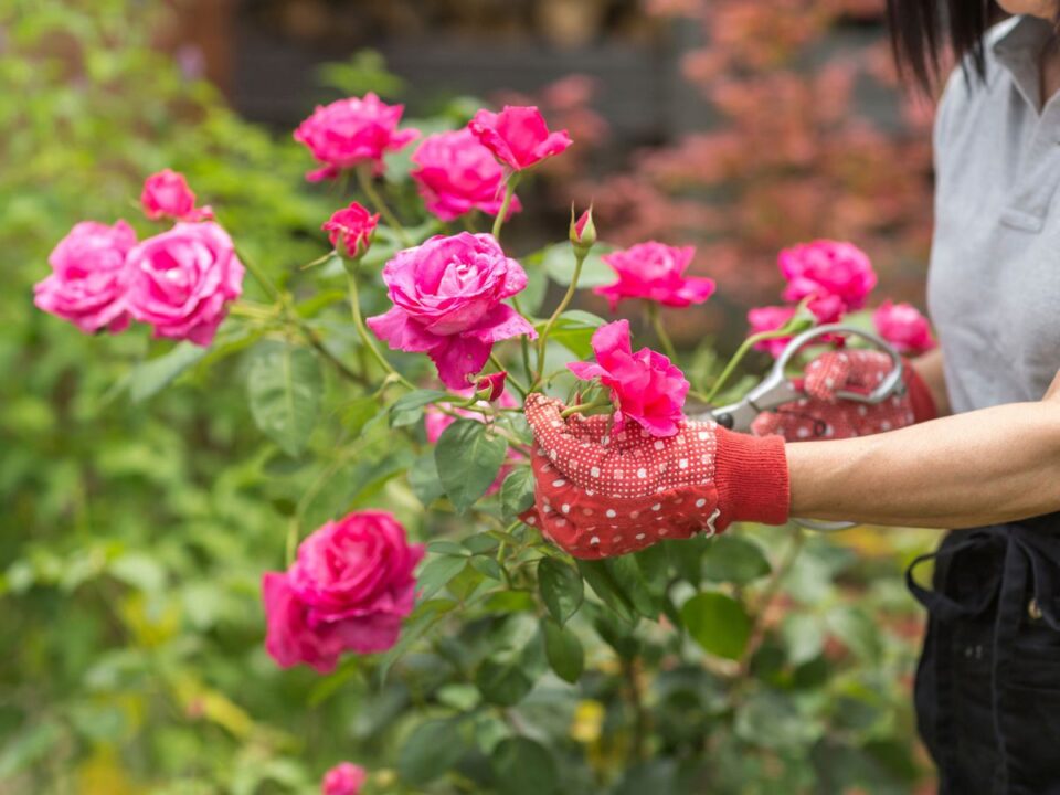 rozsa-metszese-tavasszal - Nők Lapja rózsa, rózsa metszése