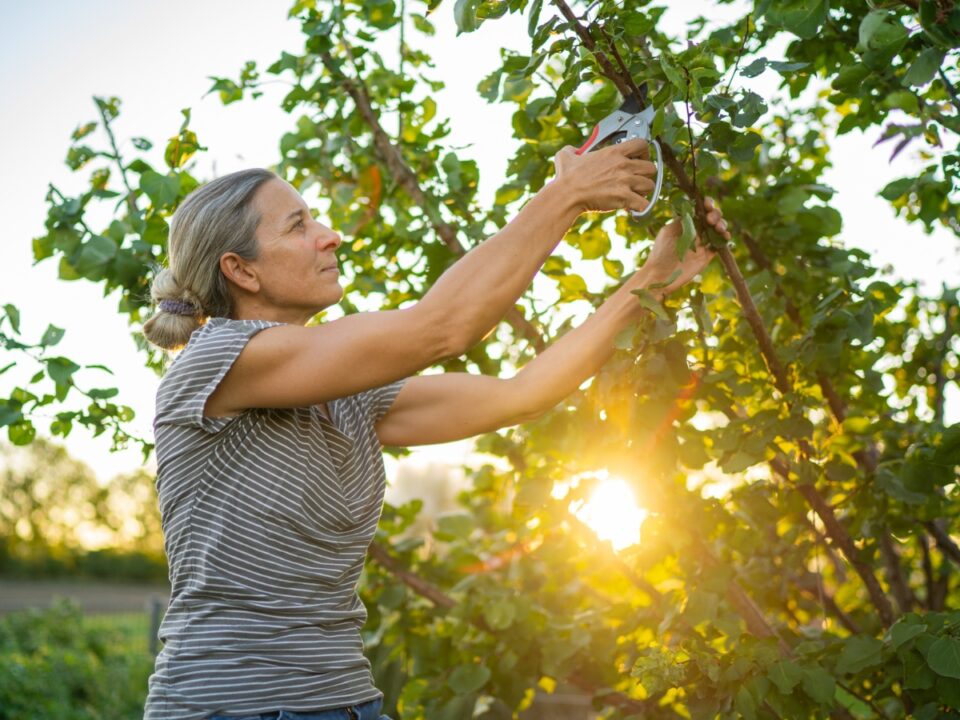 sárgabarack metszése mikor kert kerti munka