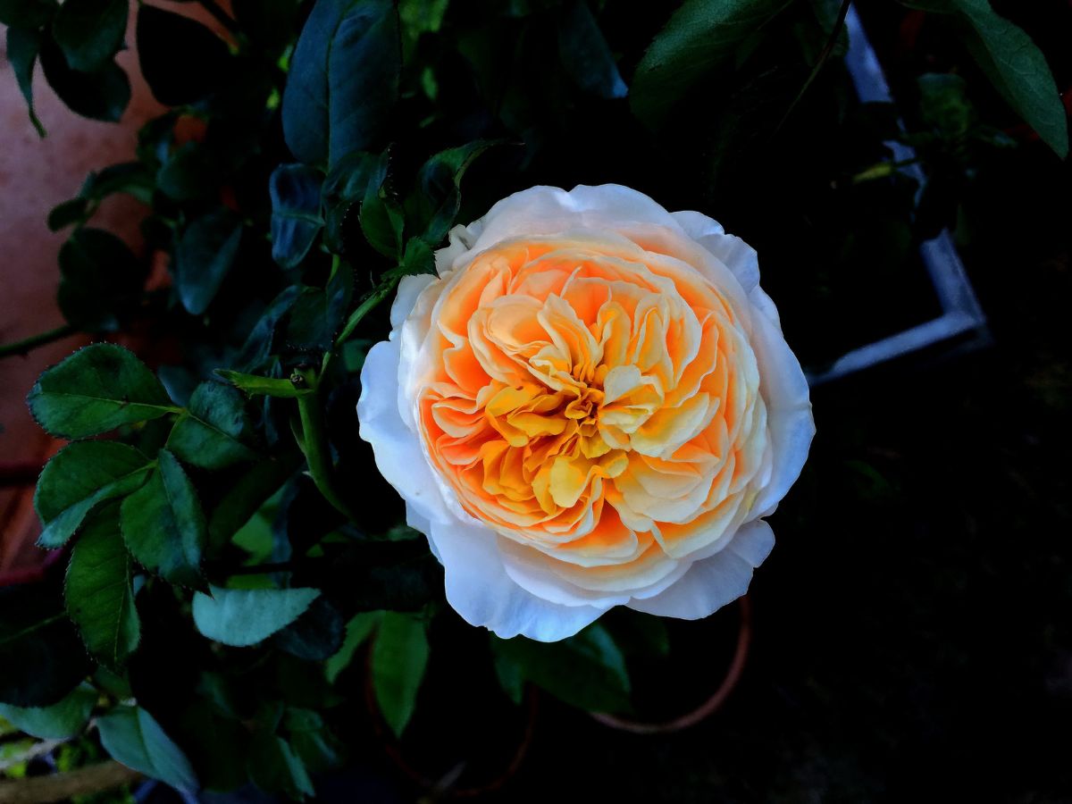 vilag-legdragabb-novenyei - Nők Lapja - Nők Lapja Juliet Rose