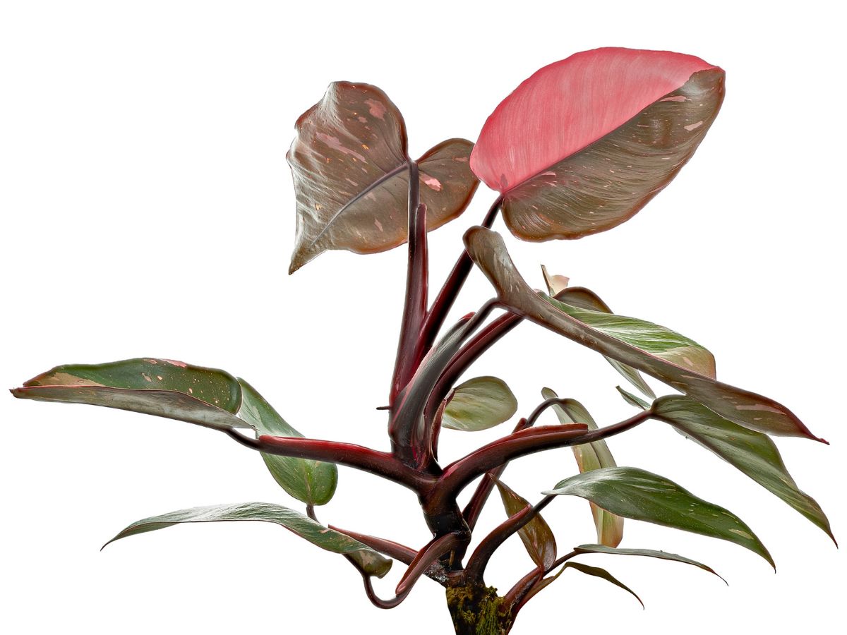 vilag-legdragabb-novenyei - Nők Lapja - Nők Lapja Philodendron Pink Princess Galaxy