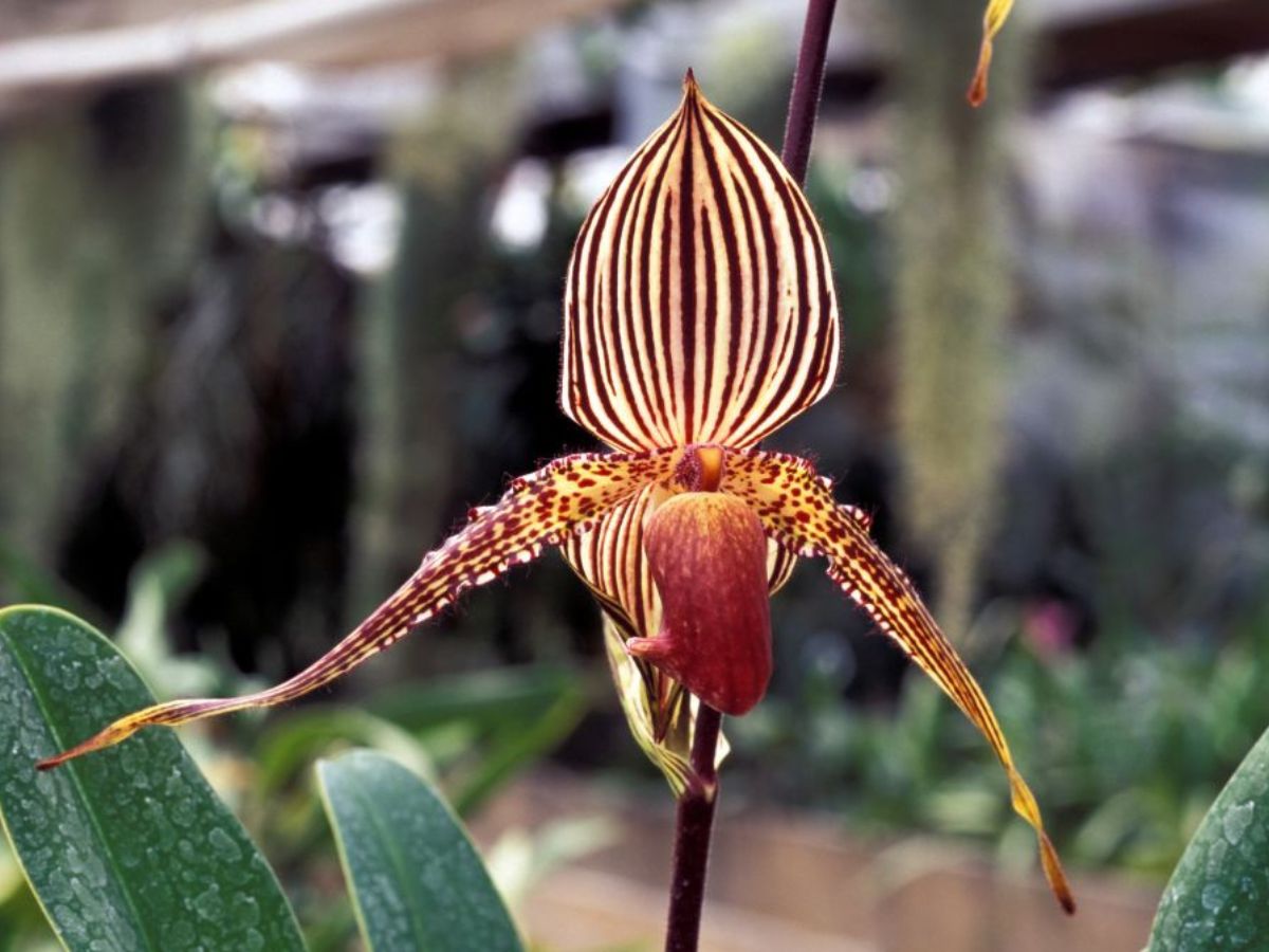 vilag-legdragabb-novenyei - Nők Lapja - Nők Lapja Rothschild orchidea