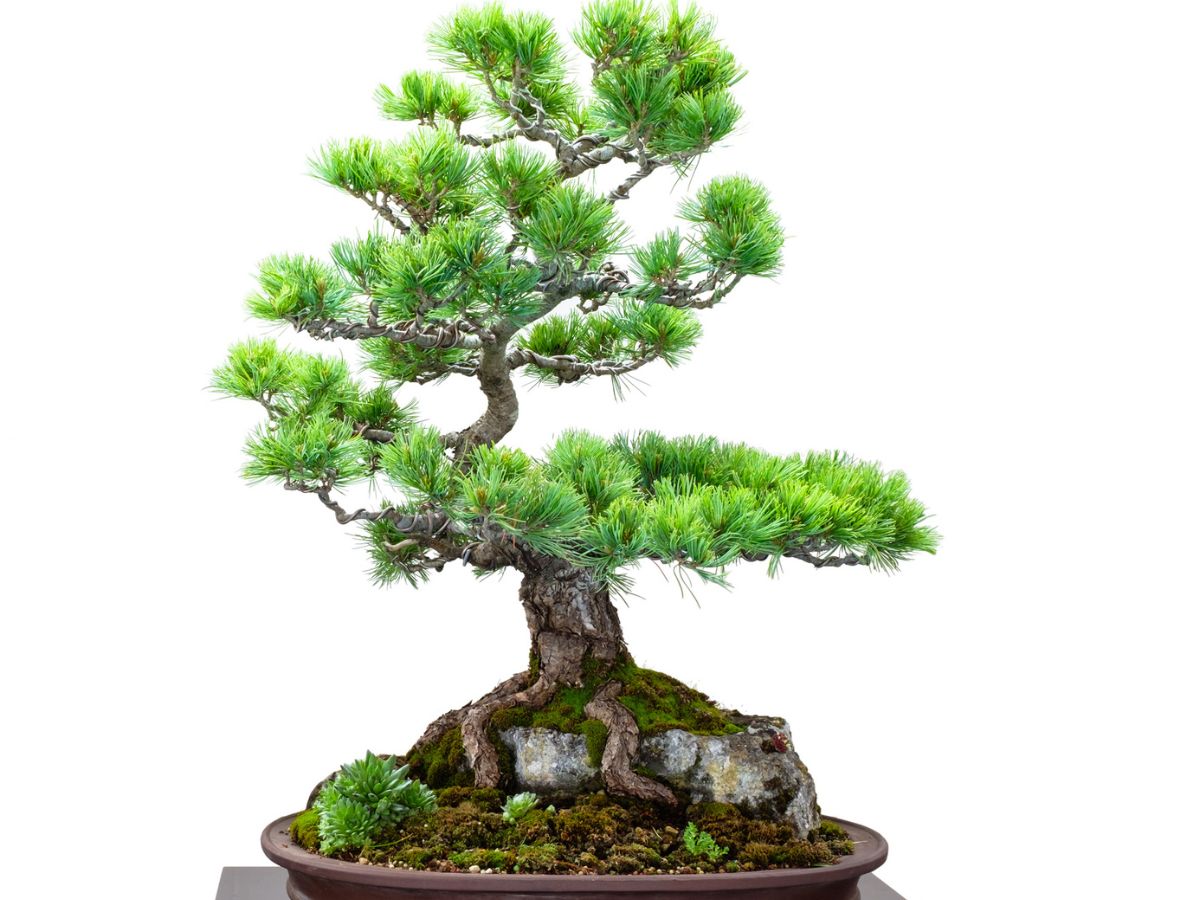 vilag-legdragabb-novenyei - Nők Lapja - Nők Lapja bonsai