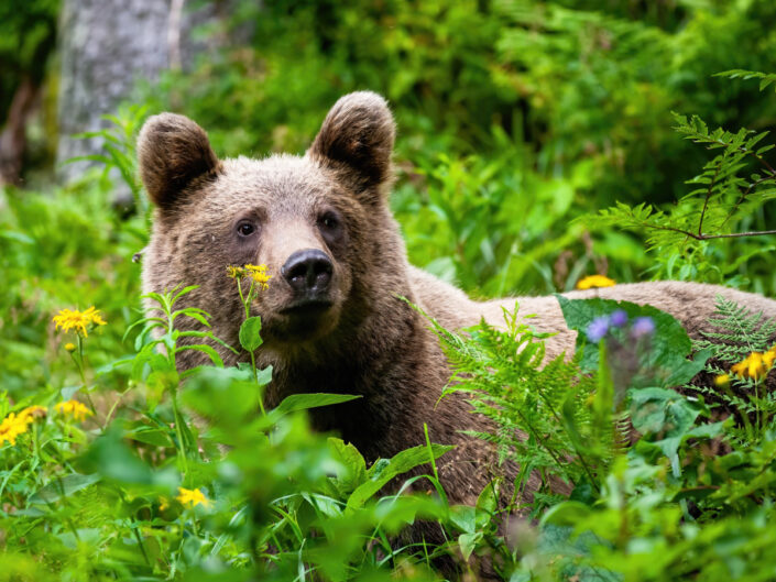medvetámadás ember
